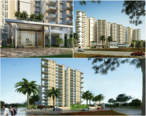 Prestige Pine Woods