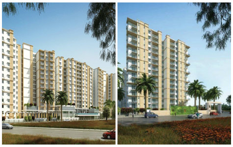 Prestige Pinewood